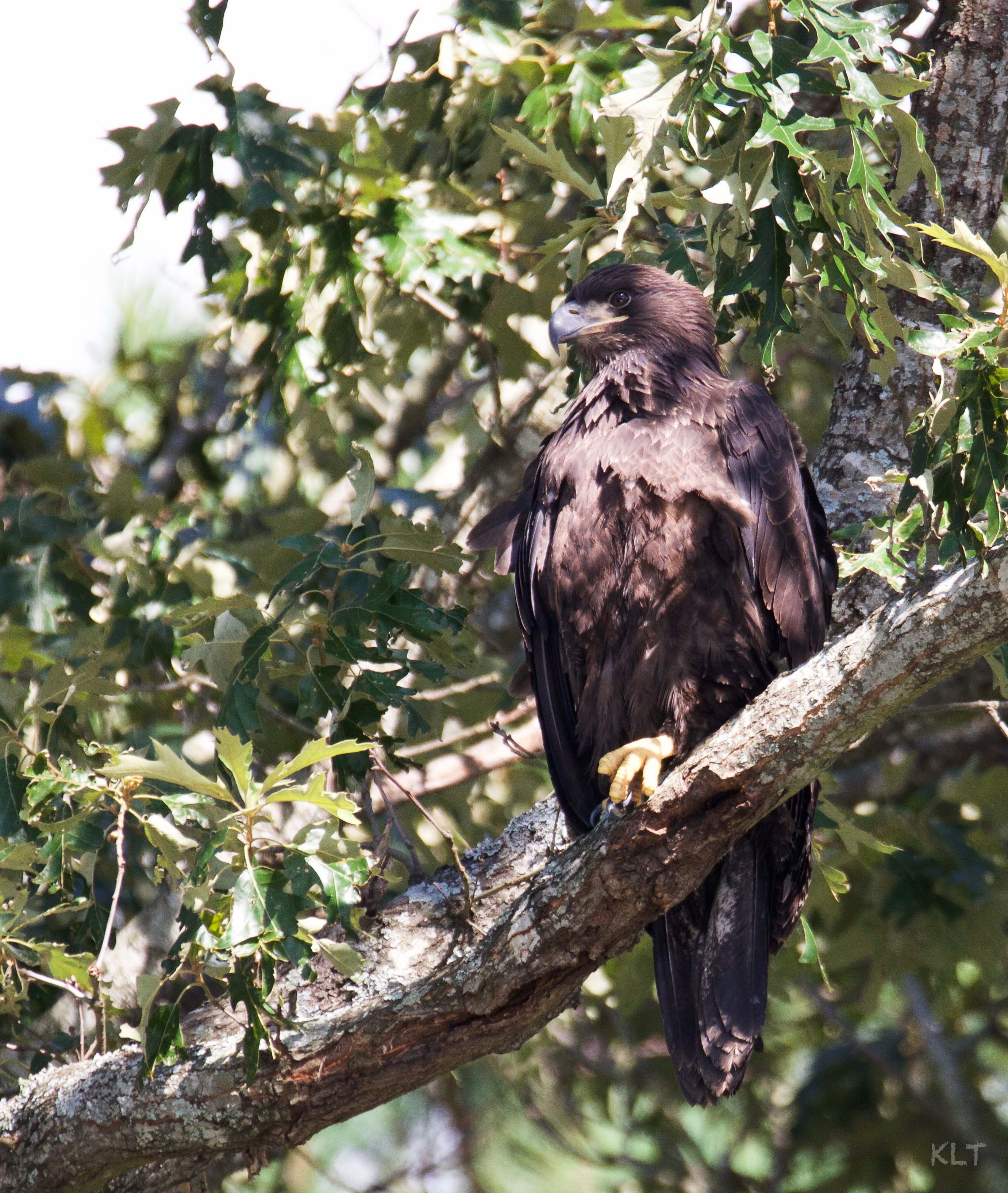 Eaglet Independence 2