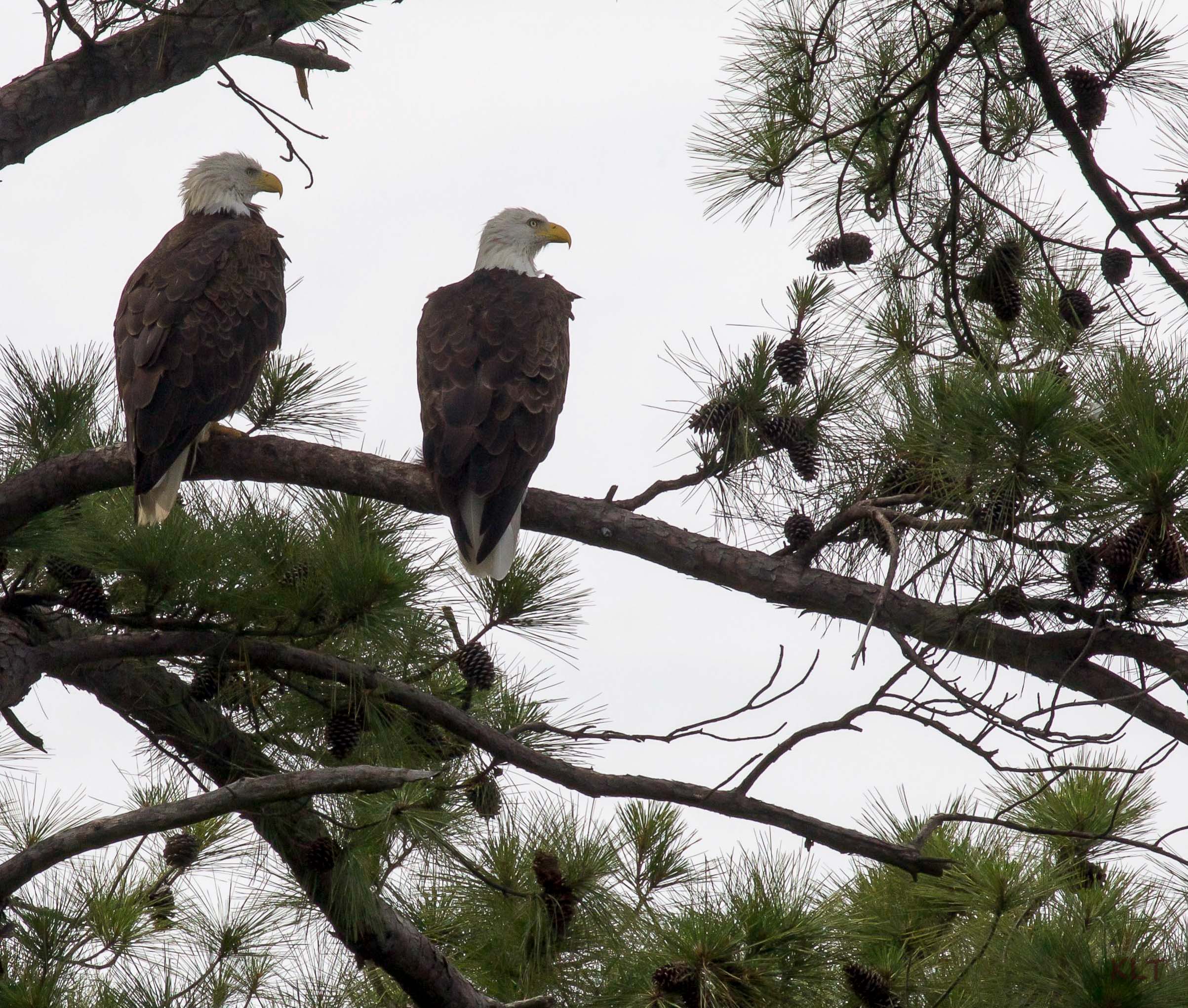 Eaglet Parents