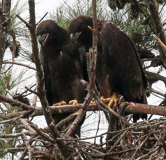 Eaglets 2