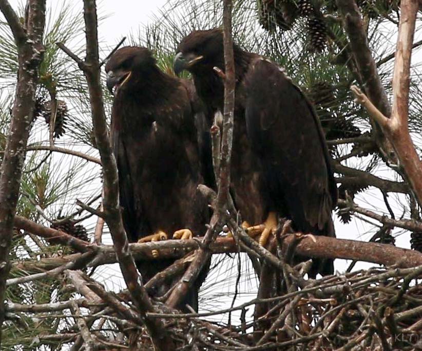 Eaglets 3