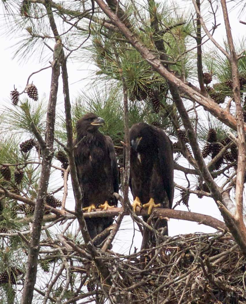 Eaglets 4