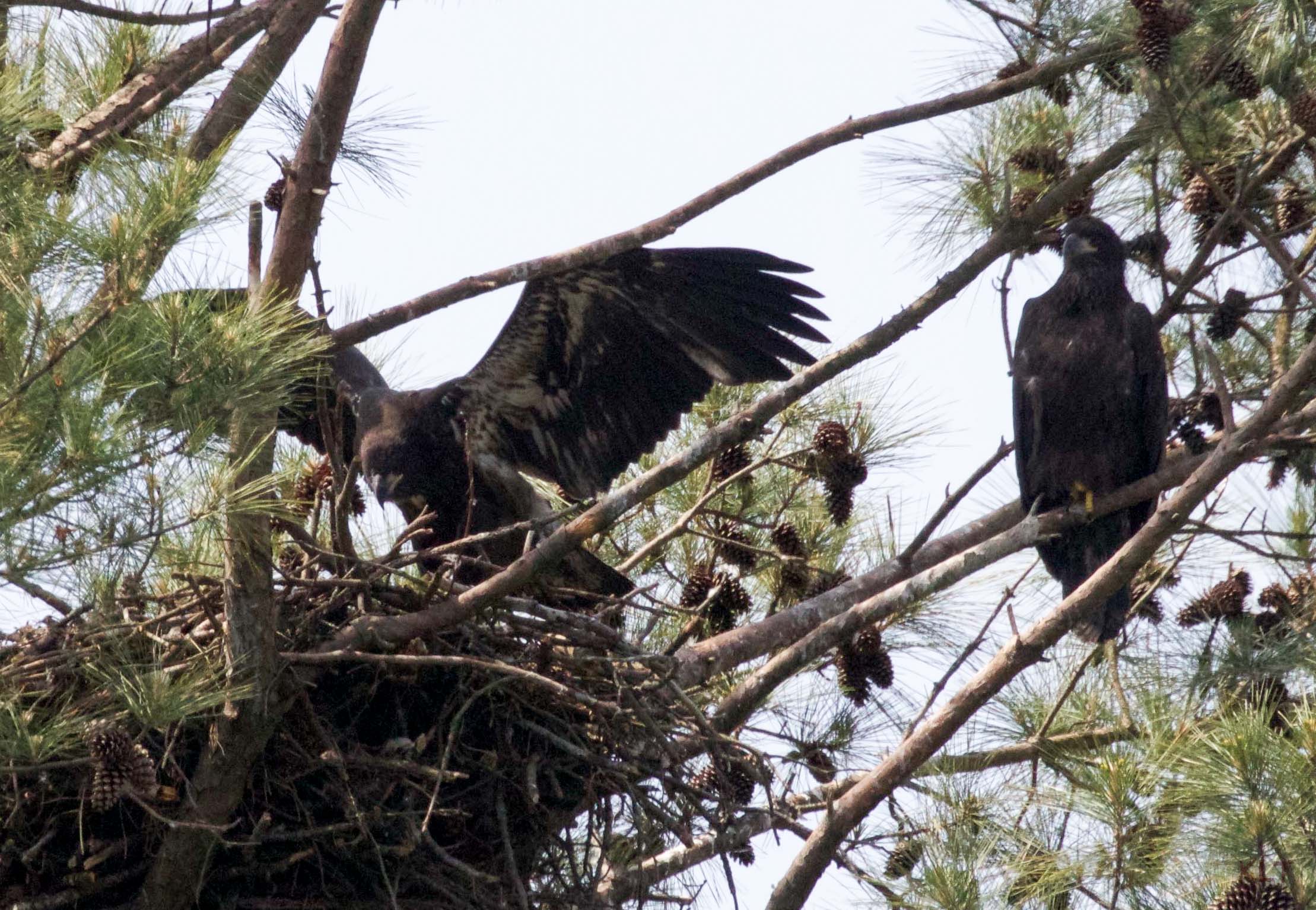 Eaglets Three 