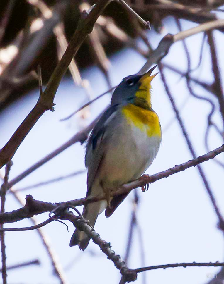Northern Parula