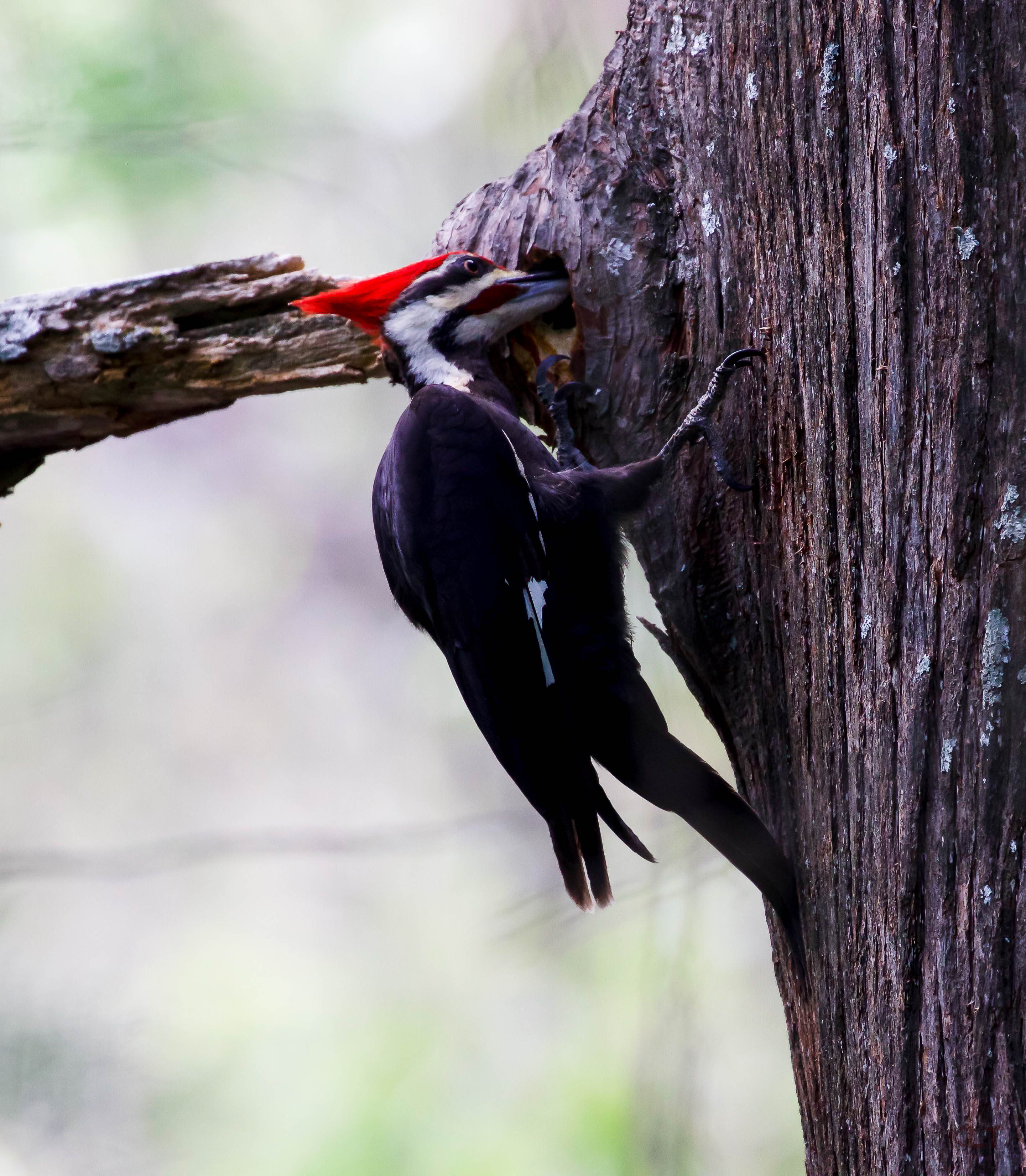 Pileated1