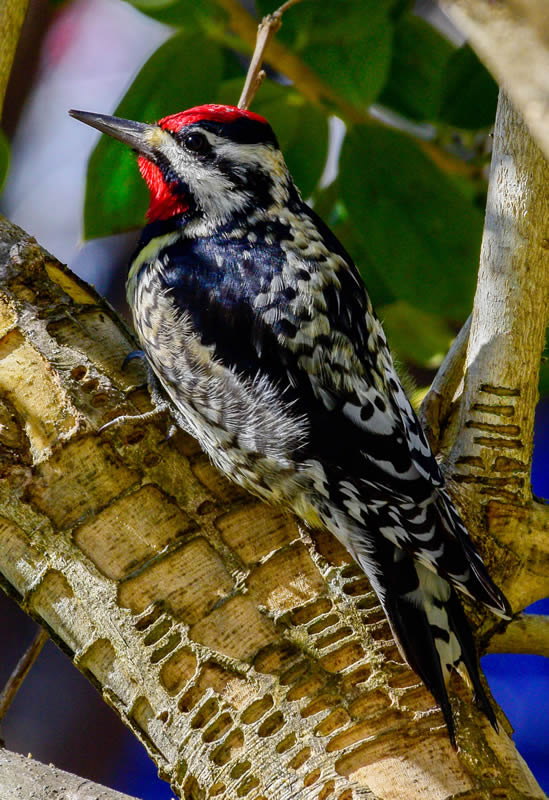 YBSapsucker3a 550x800 021316 24