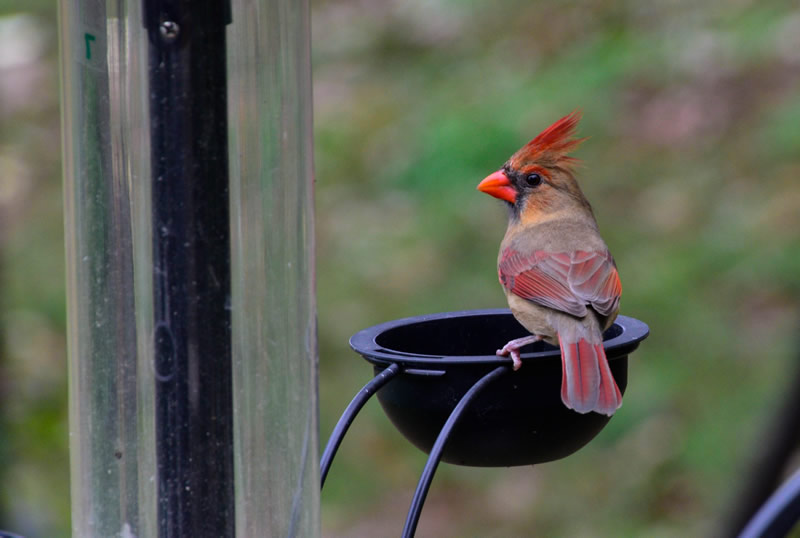 CardinalFeeder111615