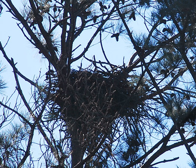 EagleNest120515