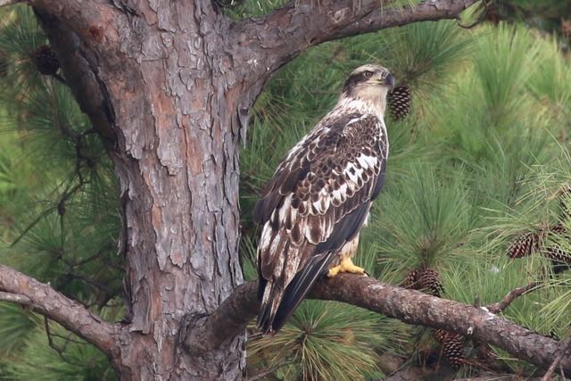 Immature Bald Eagle2