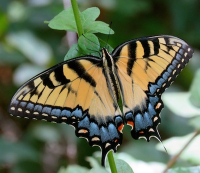 ETSwallowtail