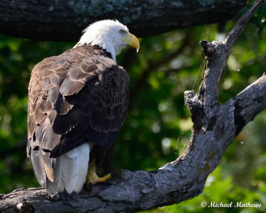 BaldEagleMother050616 2