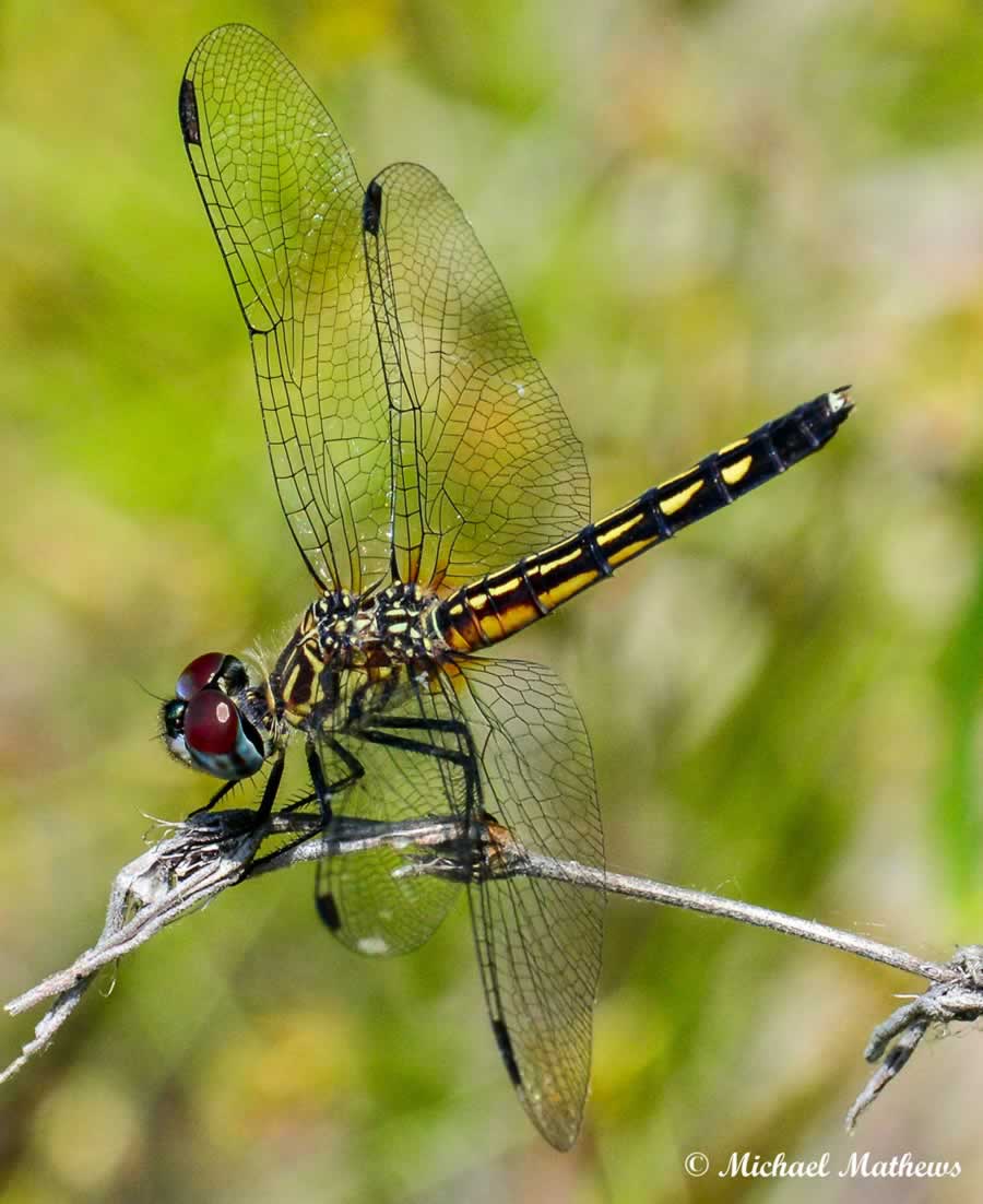 BaskettailDragonFly051016 3