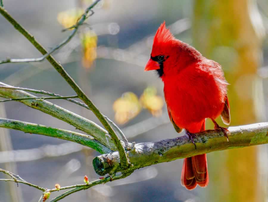 Cardinal 03 25 16 1