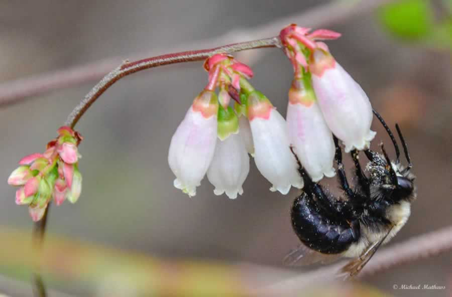 CarpenterBeeOnElliottsBlueberry030716 9