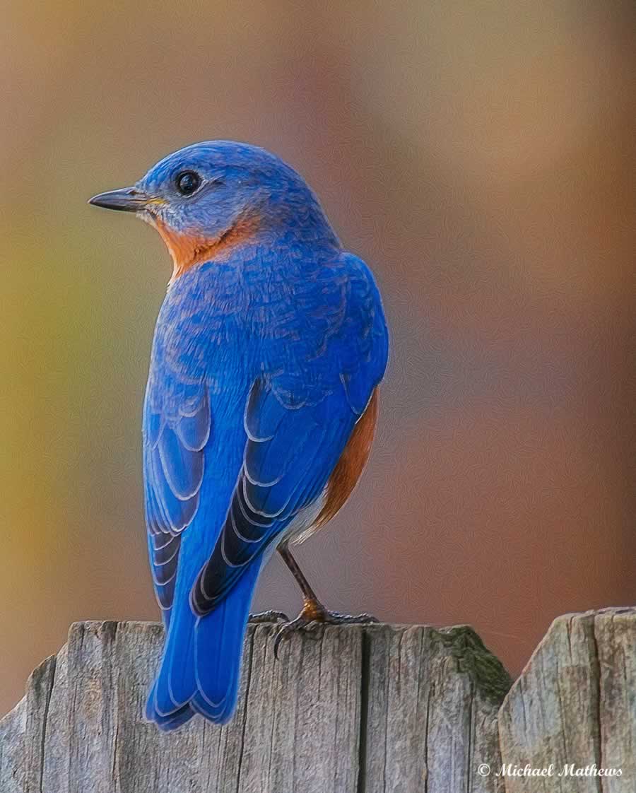 EasternBluebird11 29 16 1