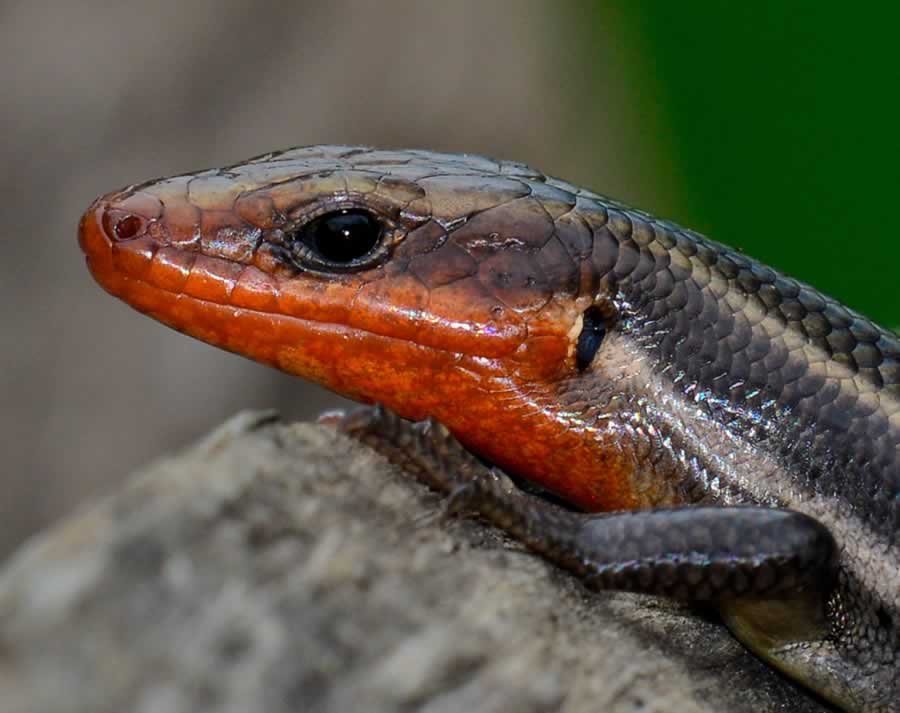 FiveLinedSkinkFemale050316 3