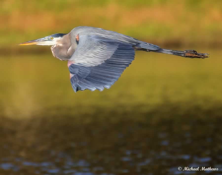 GreatBlueHeronGlow111316 1