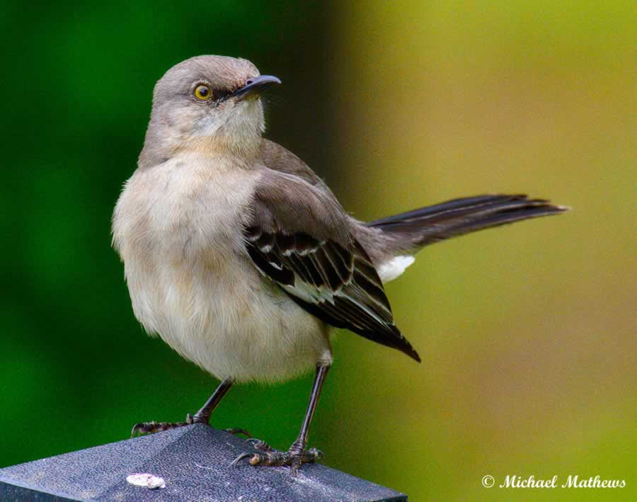 Mockingbird 04 19 16 1