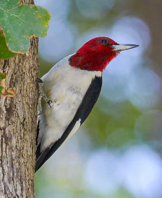 RedHeadedWoodpecker 073116 7