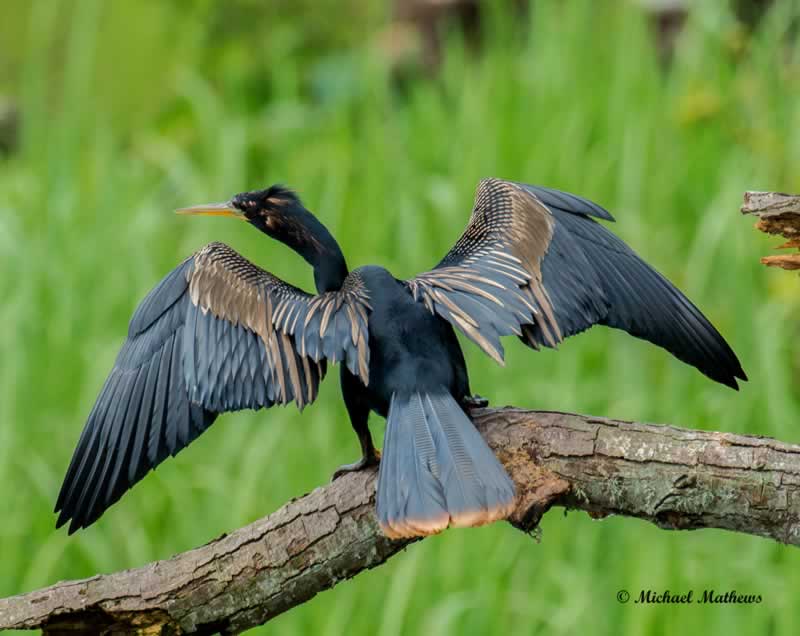 Anhinga LA 060717 (1 of 1)