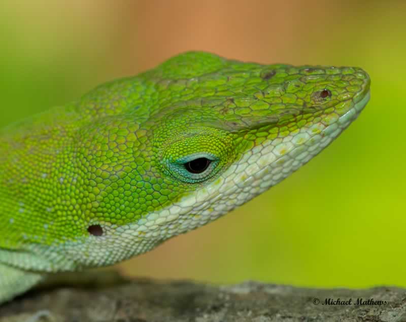 AnolisCarolinensis041617 1