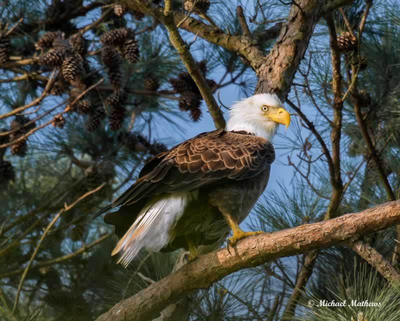BaldEagleFemale032717 1 2