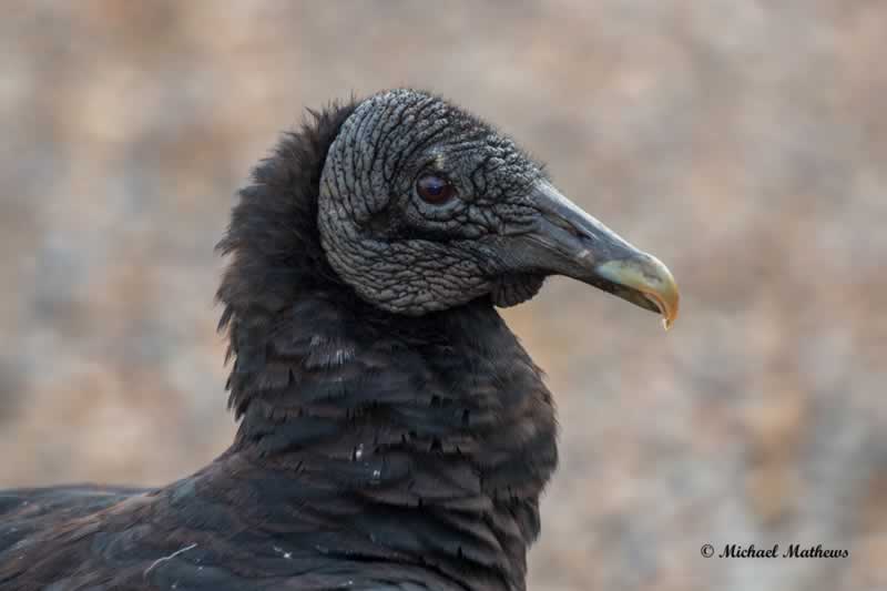 BlackVulture LA 060717 (2 of 1)