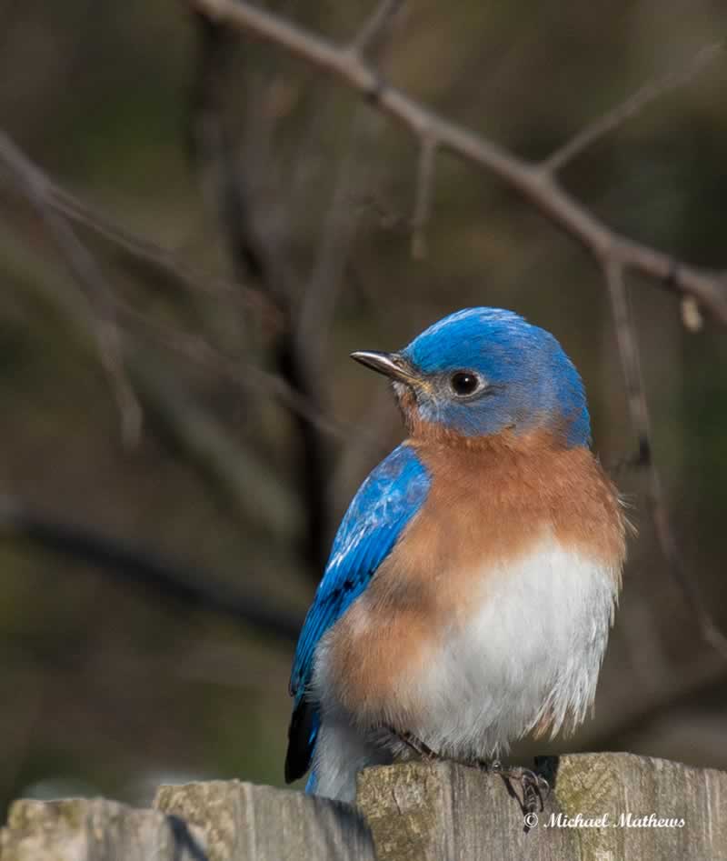 BluebirdSettingSun020317 2