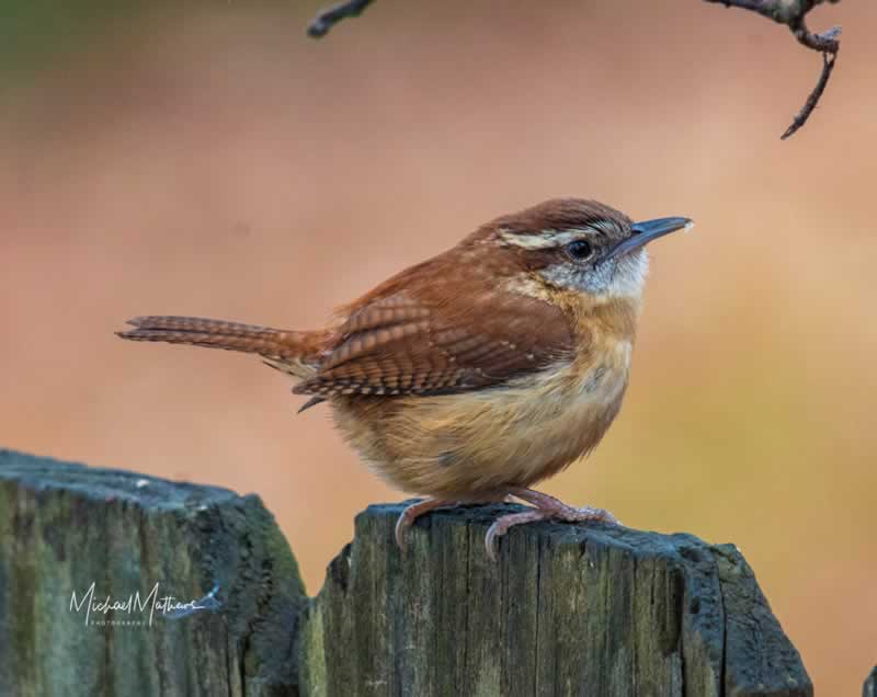 CarolinaWren121717 1