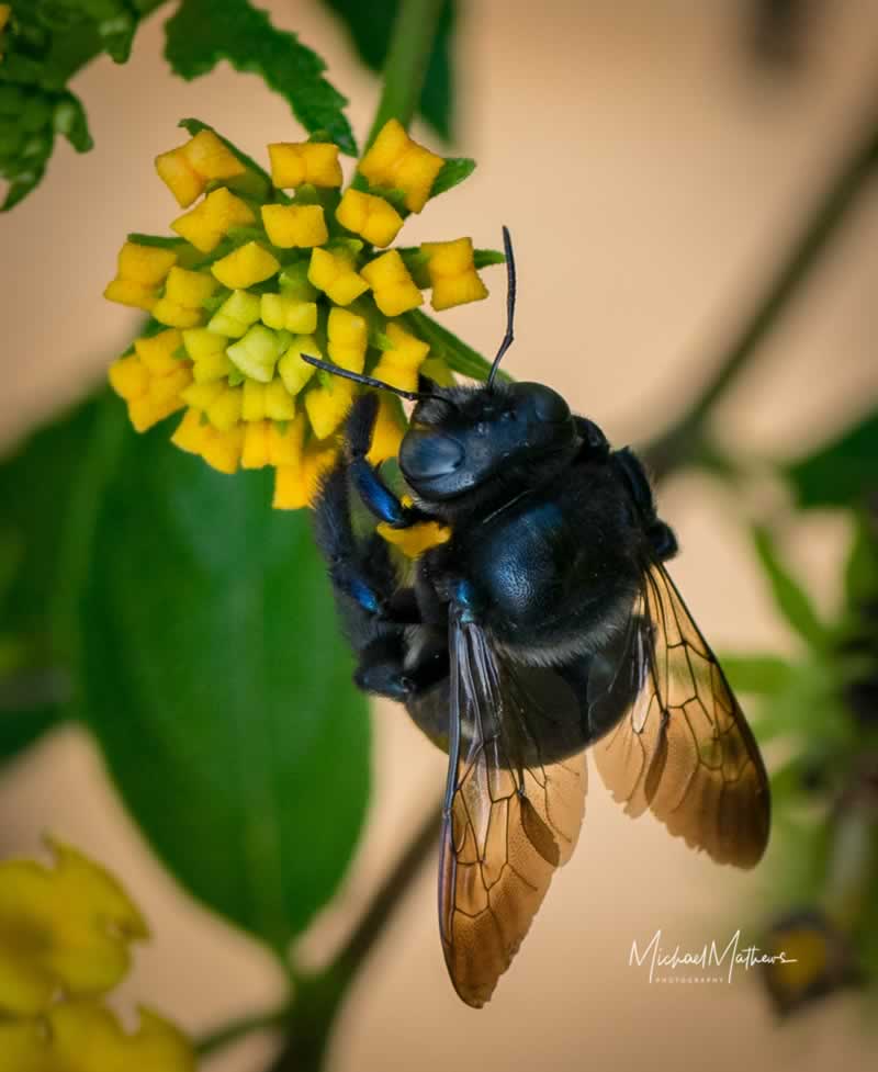 CarpenterBeeOnLantana110317 2