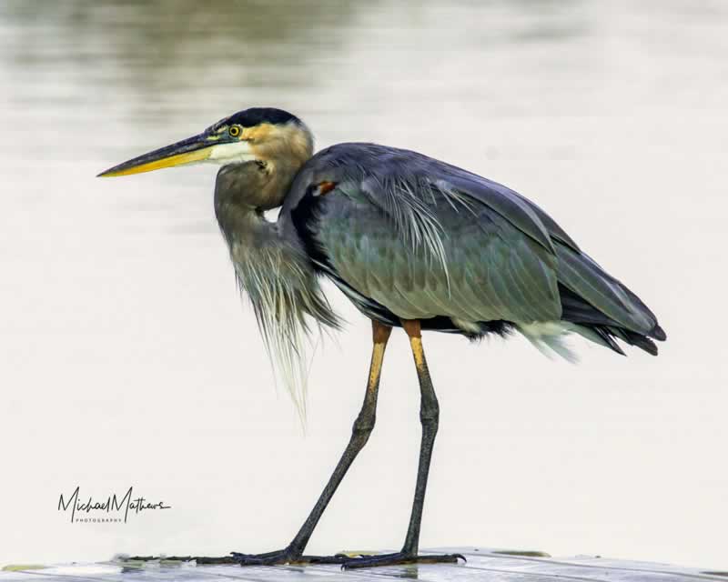 GreatBlueHeron092517 5