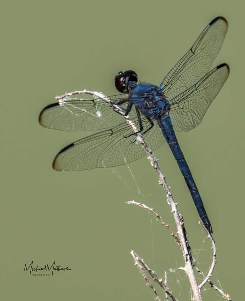 GreatBlueSkimmerDragonfly071417 1