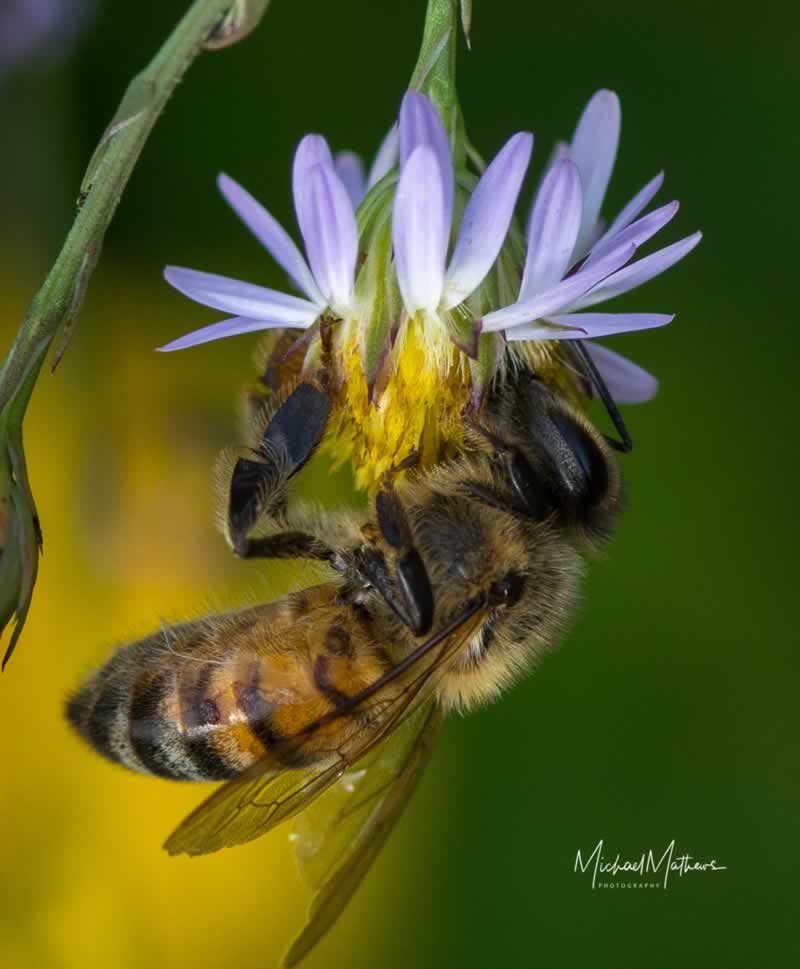HoneybeeOnFleabane110317 4