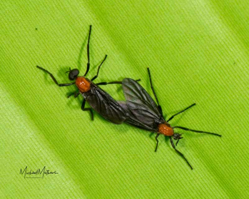 LoveBugs090917 6