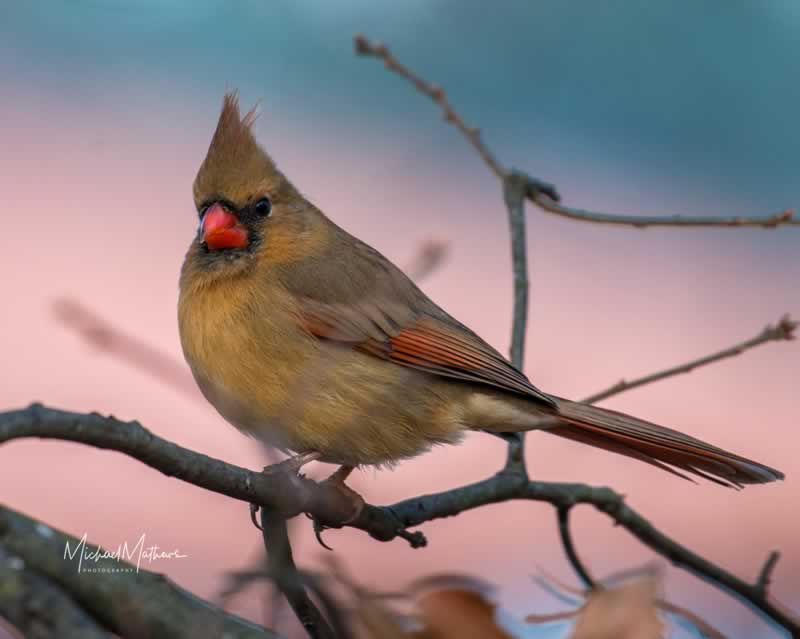 NorthernCardinalFemale 1