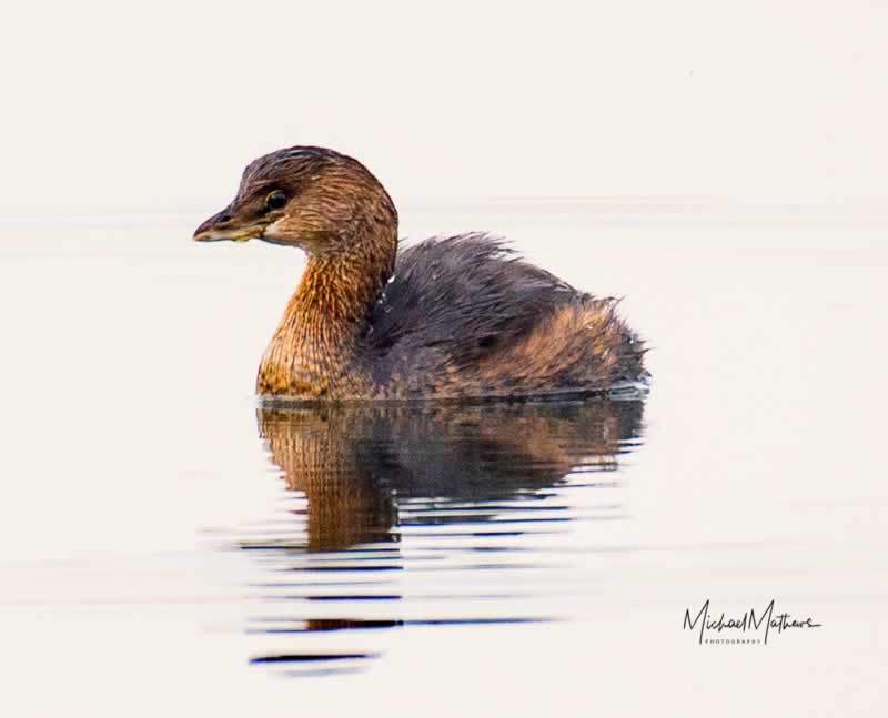 PiedBilledGrebe120317 4LUM