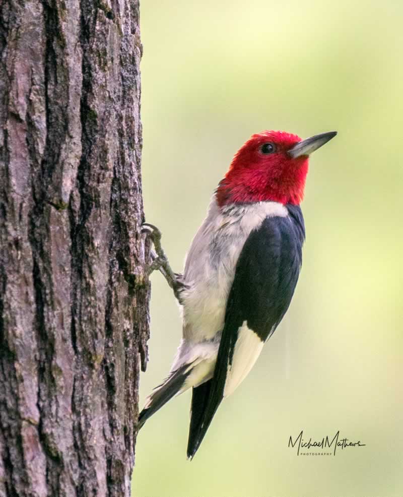 RedHeadedWoodpecker081017 2