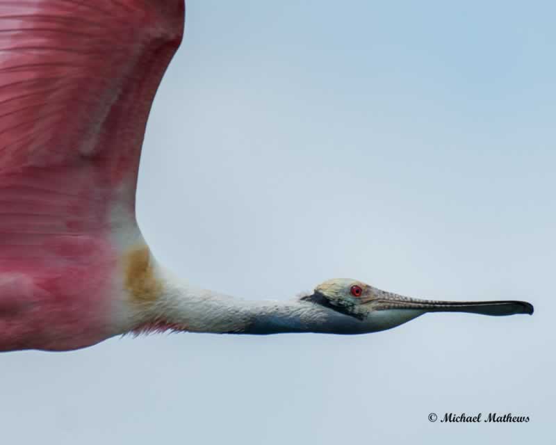 RoseateSpoonbillLA 060717 (3 of 1)