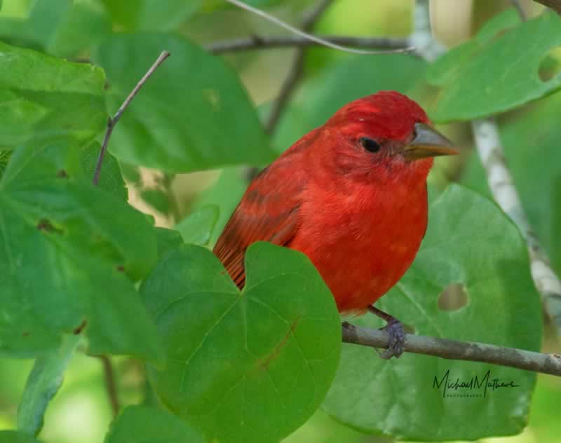 SummerTanager051317 5