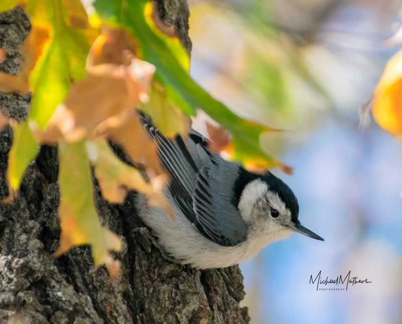 WhiteBreastedNuthatch120317 1