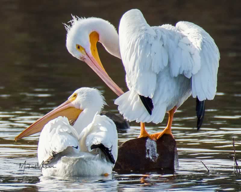 WhitePelicans012117 5