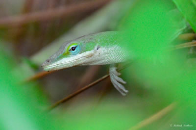 Anolis 03 07 16