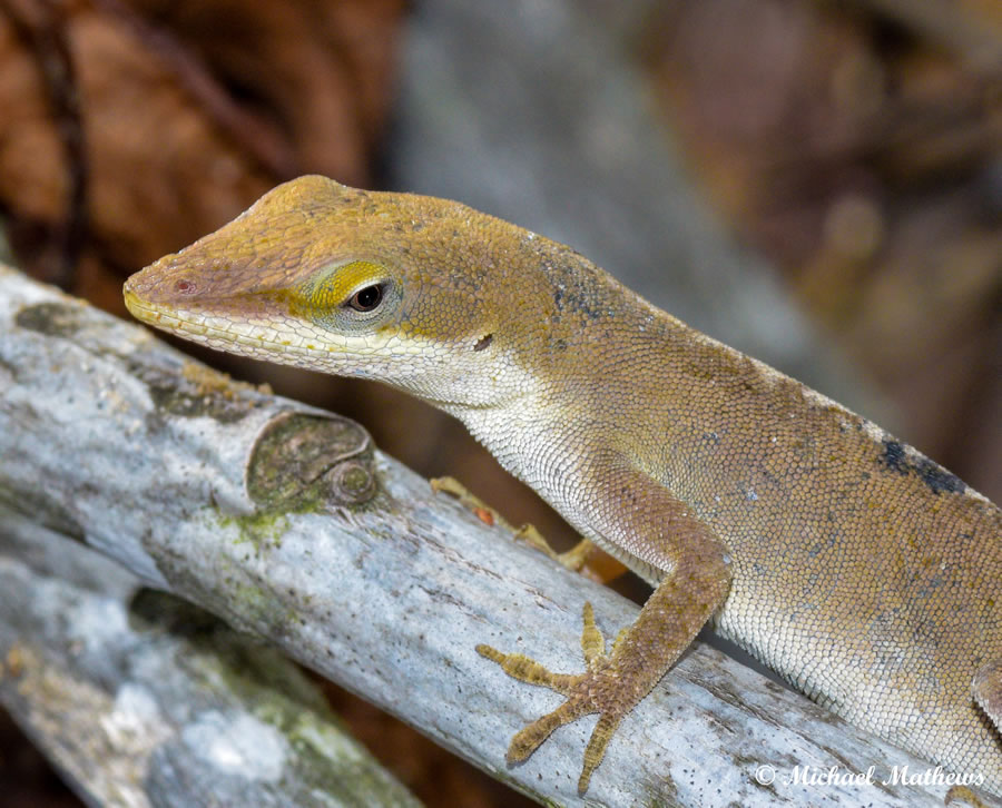 Anolis carolinensis061216 (2 of 1)