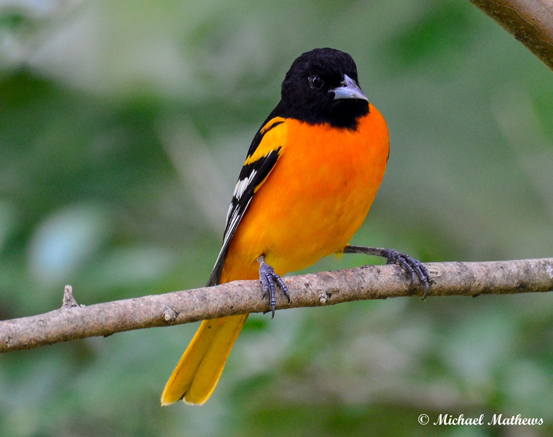 BaltimoreOrioleMale050816 2