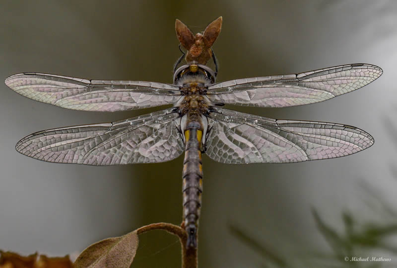 BasketTailDragonFly 1 03 07 16