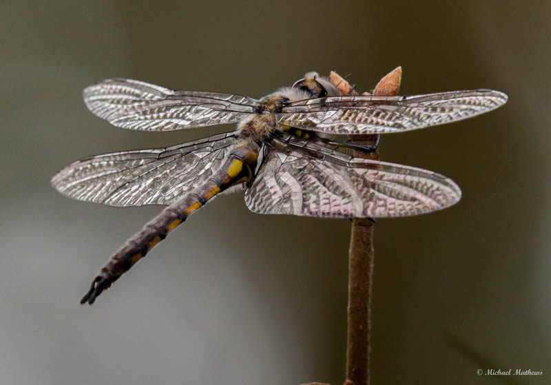 BasketTailDragonFly03 07 16