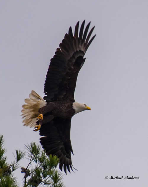 BaldEagle012117 2