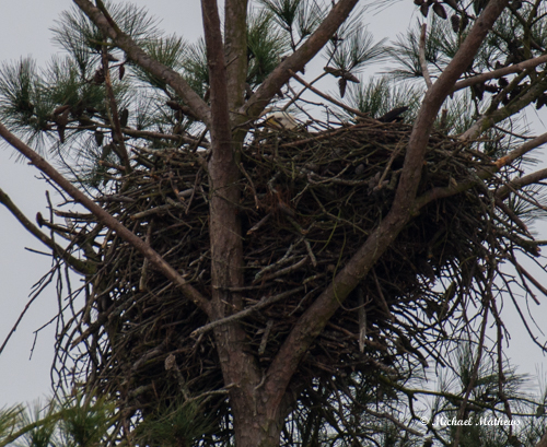 BaldEagleOnTheNEstl012117 1