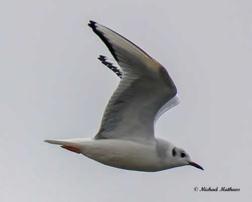 BonapartsGull012117 3
