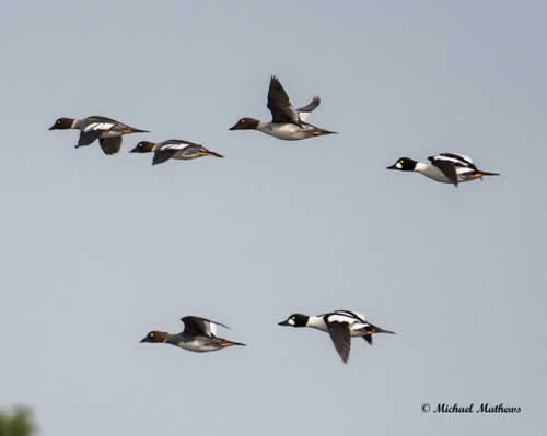 GoldenEyeDuck012117 1