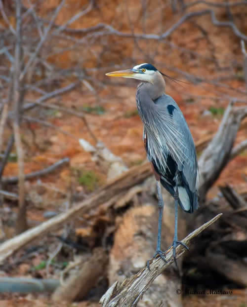 GreatBlueHeron012117 1